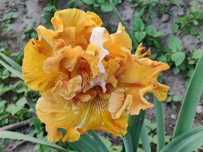 Why be normal - iris plat