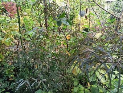 Hubb's Red Willow