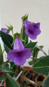 thumbnail (12)