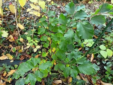 Hamamelis Amethyst