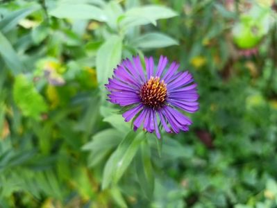 Violetta