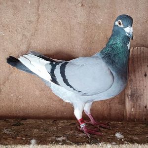 Mascul 22-902
