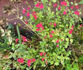 Salvia Hot Lips