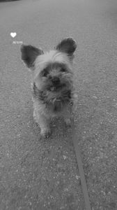 ♡Fifi♡ RIP my baby, 13.04.2013 - 18.04.2024