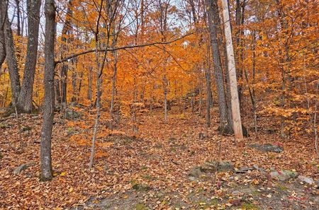 Autumn Colors !