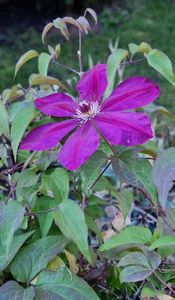 Clematita Westerplatte- o floare  de toamna