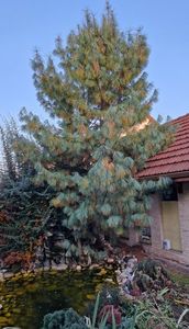 Pinul plangator in culori de toamna