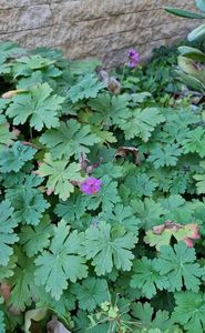 Geranium, ma mir ca a inflorit...normal infloreste primavara