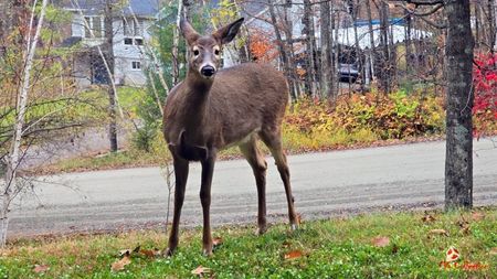 HOME DEER !