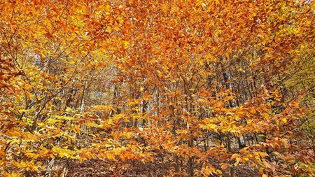Autumn Colors 2 !