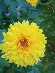 2024.10.27-Yeti Dark Yellow