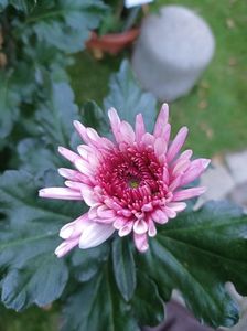 Img.2024.10.27-Adana Pink