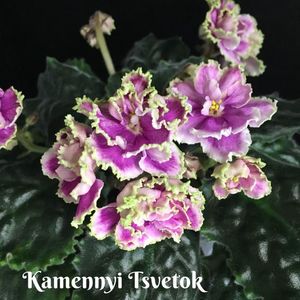 Kamennyi Tsvetok