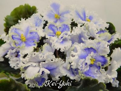 Kei-Yoki
