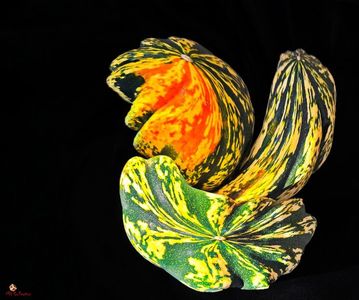 Pumpkins DECO