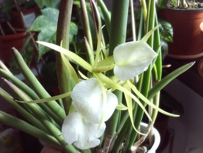 Craiasa noptii,,parfum uimitor de placut,fara repros...doar noaptea!