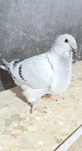 Greuceanu 2024
