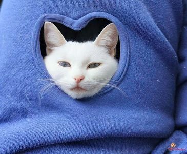 FunnY  KittY