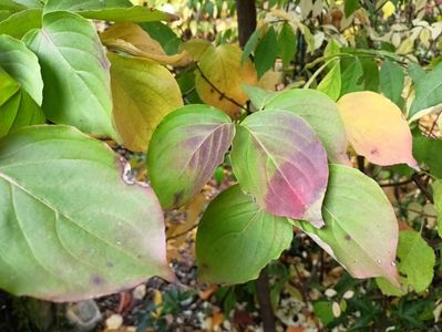 Cornus kousa "Milky Way"