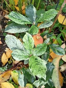 Photinia serratifolia "Pink Crispy"
