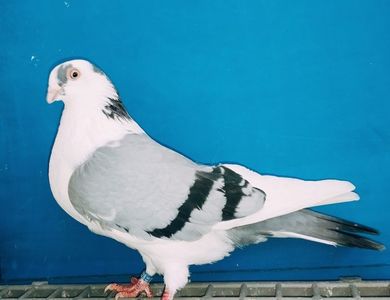 13328  Femelă  2024