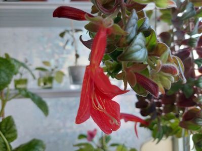 Columnea Magnifica(2-x-2024)