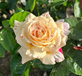 Christos Jubilee (tufa) 80