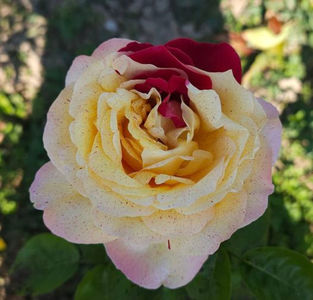 Christos Jubilee (tufa) 80