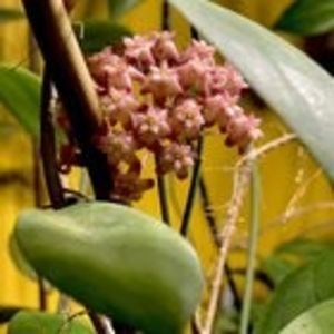 Hoya Anda
