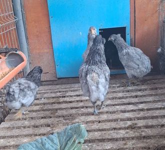 2024 Araucana albastru