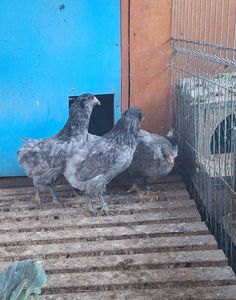 Araucana