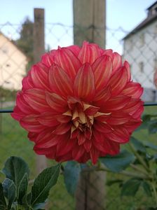 Img.2024.08.31; Prima floare... Dar apoi e galbenă cu șuvițe roșii ❤️
