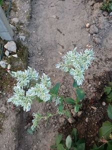 Img.2024.08.31