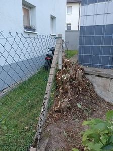 Img.2024.08.31-alunul; L-am tăiat că a crescut în gard :(
