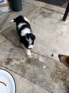Img.2024.10.02- Oreo