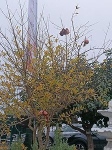 Img.2024.10.30; Pom de rodii
