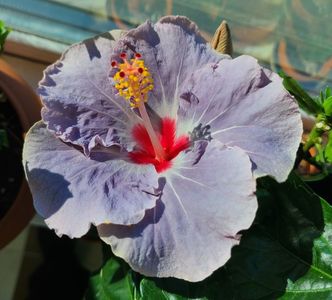 Hibiscus Long Life Cato Purple
