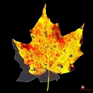Autumn is here !