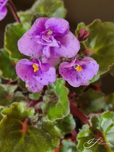 Skagit Victory trail