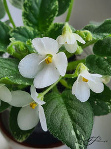 Allan s Fallen Angel