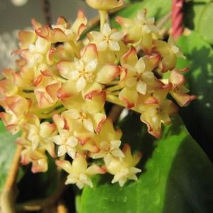 Hoya Crassicaulis MC