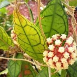 Hoya Finlaysonii