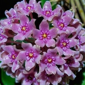 Hoya Hanhiae Deep Violet