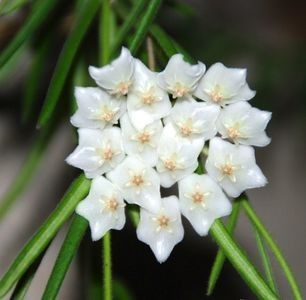 Hoya Linearis parfumata