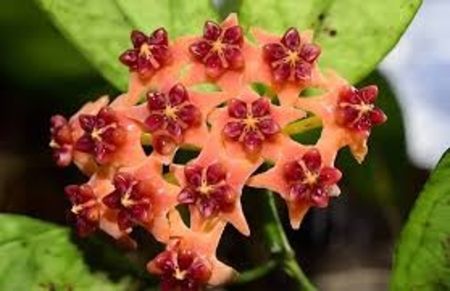 Hoya Lobbii orange