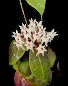 Hoya Mitrata