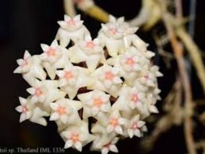 Hoya Potsii Thailand