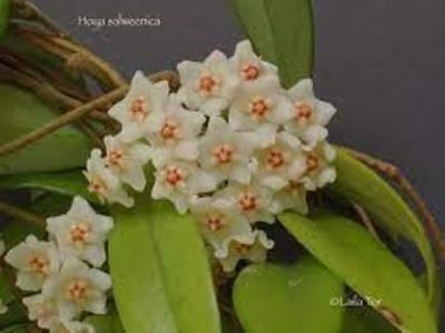 Hoya Salweenica