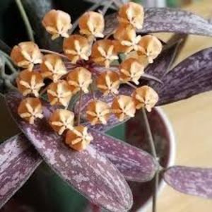 Hoya Sigillatis Round Leaf