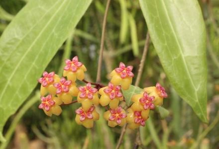 Hoya soligamiana